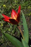 Tulipa kaufmanniana