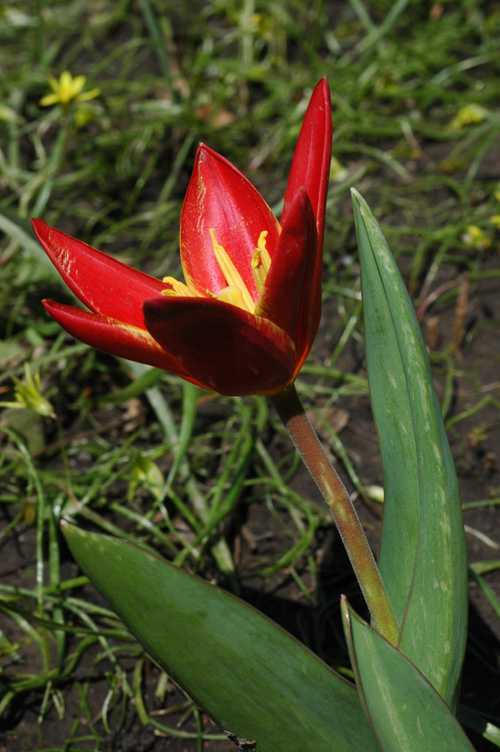 Изображение особи Tulipa kaufmanniana.