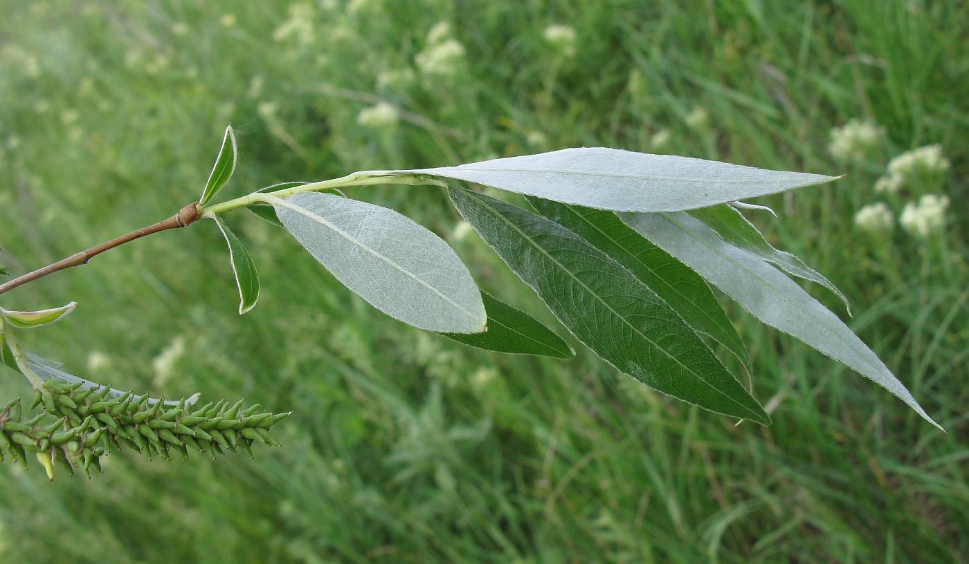 Image of Salix alba specimen.