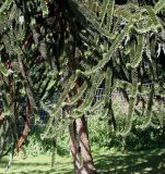 Araucaria araucana