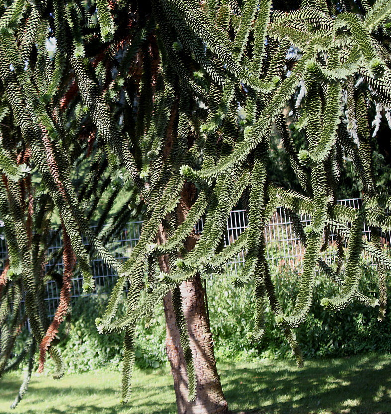 Image of Araucaria araucana specimen.