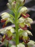 Orchis punctulata. Часть соцветия. Israel, Mount Carmel. 17.01.2006.