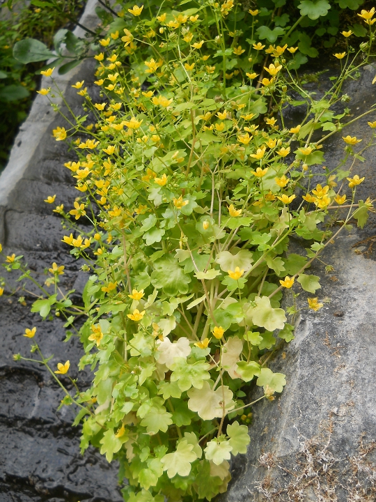 Изображение особи Saxifraga cymbalaria.