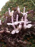 Pedicularis maximowiczii