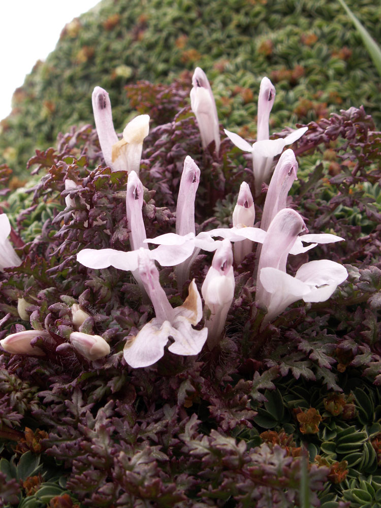 Image of Pedicularis maximowiczii specimen.