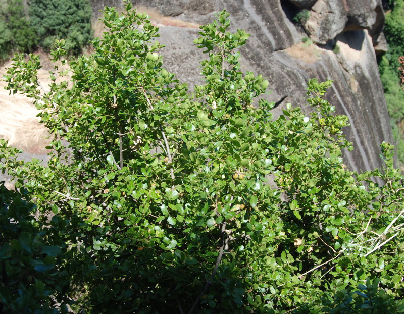 Изображение особи Quercus coccifera.