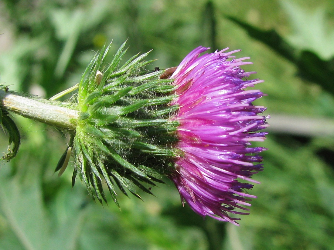 Изображение особи Carduus crispus.