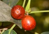 Ficus obliqua