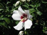 Hibiscus syriacus