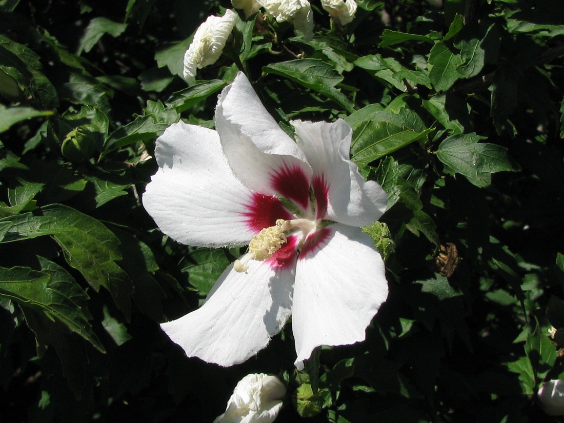 Изображение особи Hibiscus syriacus.