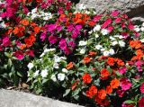 Impatiens hawkeri. Цветущие растения. Сан-Марино, в культуре. 22.06.2010.