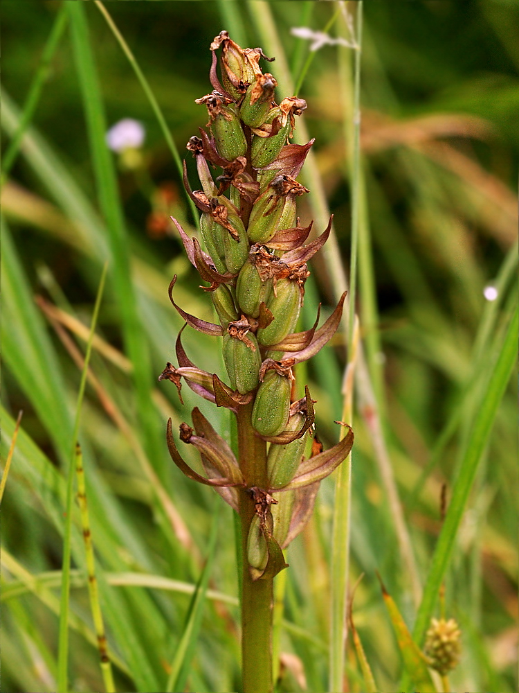 Image of Dactylorhiza majalis specimen.