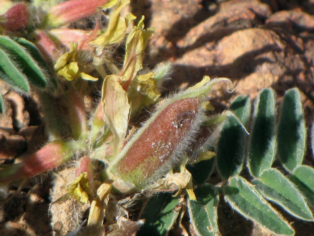 Image of Astragalus sparsus specimen.