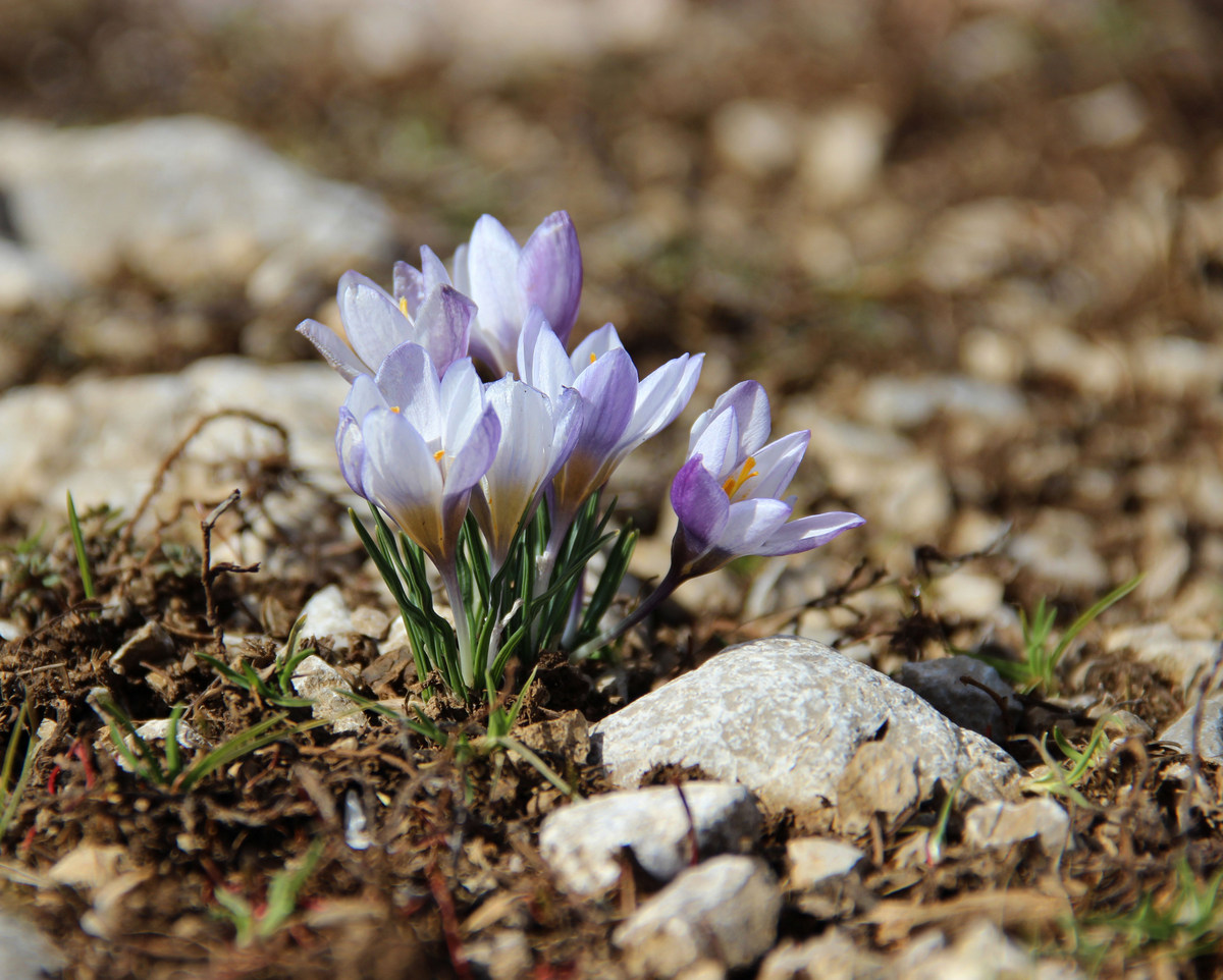 Изображение особи Crocus tauricus.