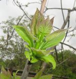 Catalpa bignonioides