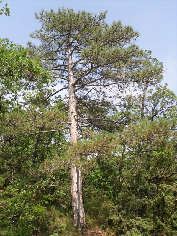 Image of Pinus pallasiana specimen.