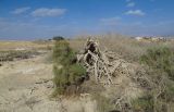 Tamarix nilotica. Повреждённое дерево. Израиль, центральная Арава, окр. пос. Сапир. 17.03.2013.