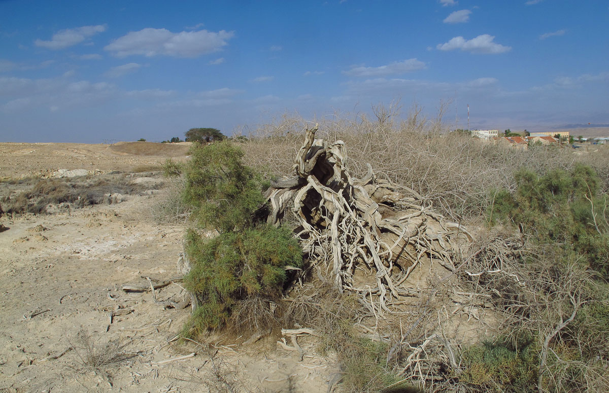 Image of Tamarix nilotica specimen.