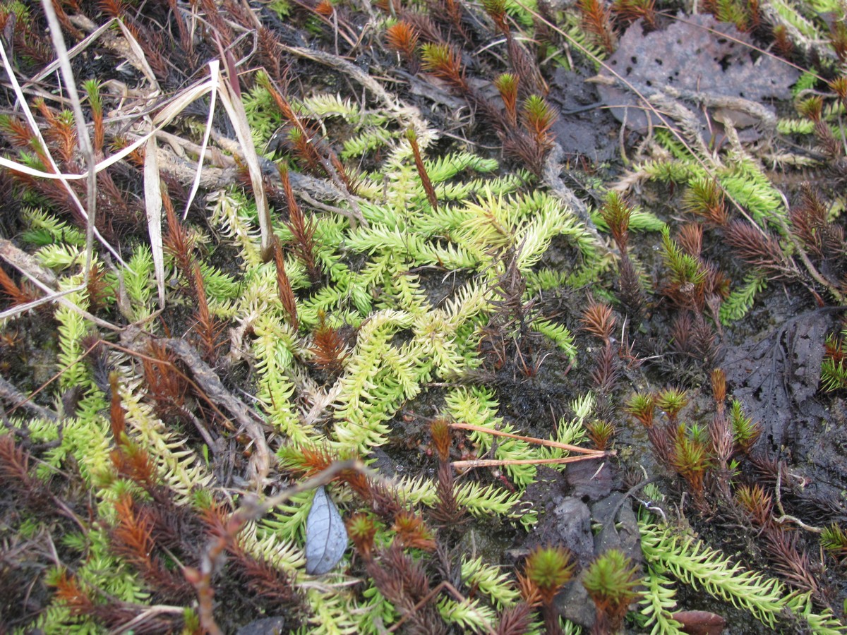 Image of Lycopodiella inundata specimen.