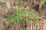 Carex cespitosa. Цветущее растение. Иркутская обл. окр. г. Усть-Кут, берег ручья. 26.05.2013.