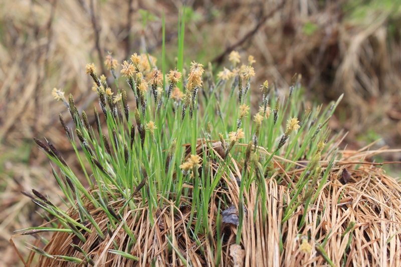 Изображение особи Carex cespitosa.