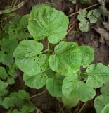 Cardamine amara. Прикорневой лист. Курская обл., г. Железногорск, ур. Опажье, у ручья. 6 августа 2007 г.