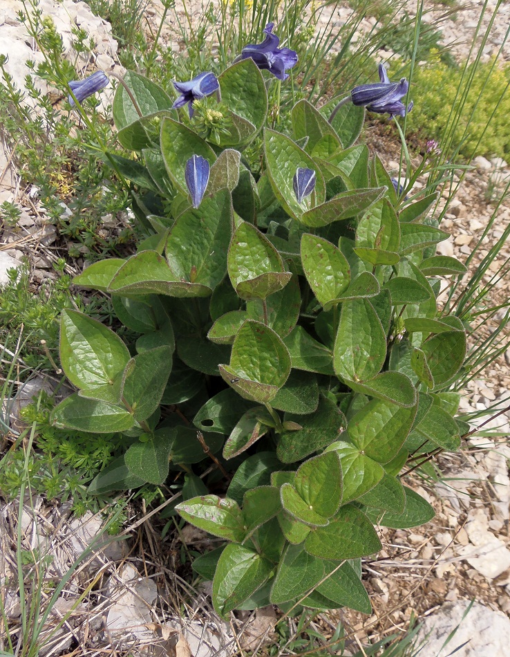 Image of Clematis integrifolia specimen.