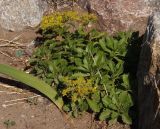 Aizopsis hybrida. Цветущее растение. Украина, г. Запорожье, ул. Гаврилова, на клумбе. 02.06.2013.