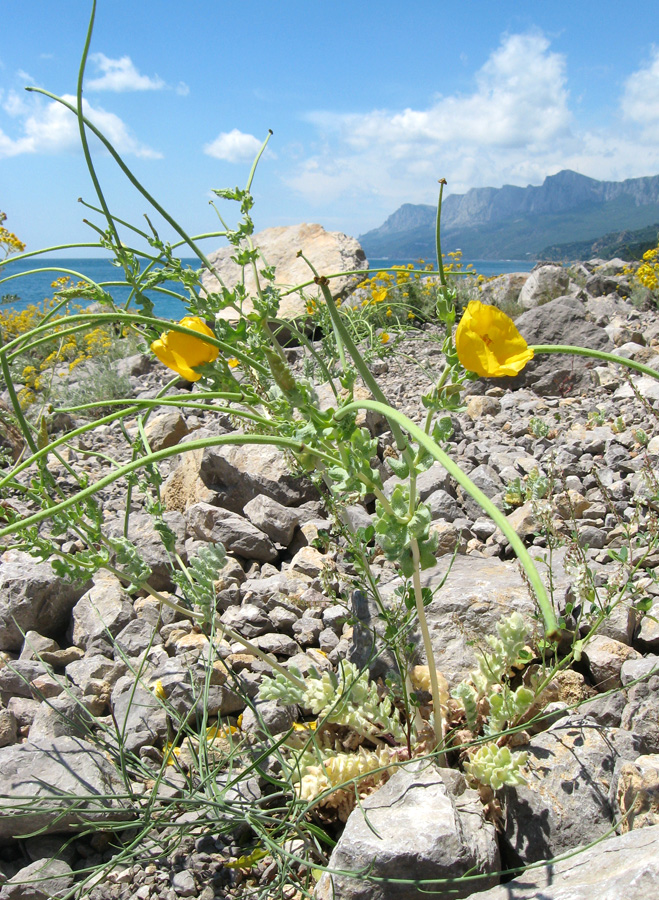 Изображение особи Glaucium flavum.