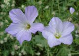 Linum hirsutum. Цветки. Украина, г. Запорожье, балка возле пос. Солнечный. 02.06.2013.
