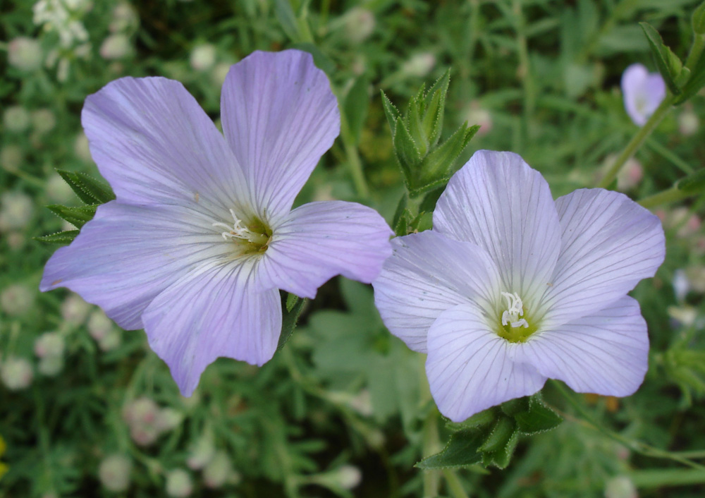 Изображение особи Linum hirsutum.