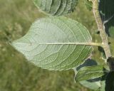 Salix latifolia