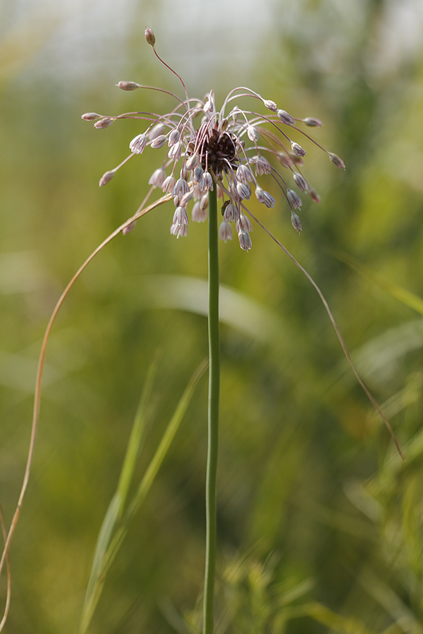 Изображение особи Allium oleraceum.