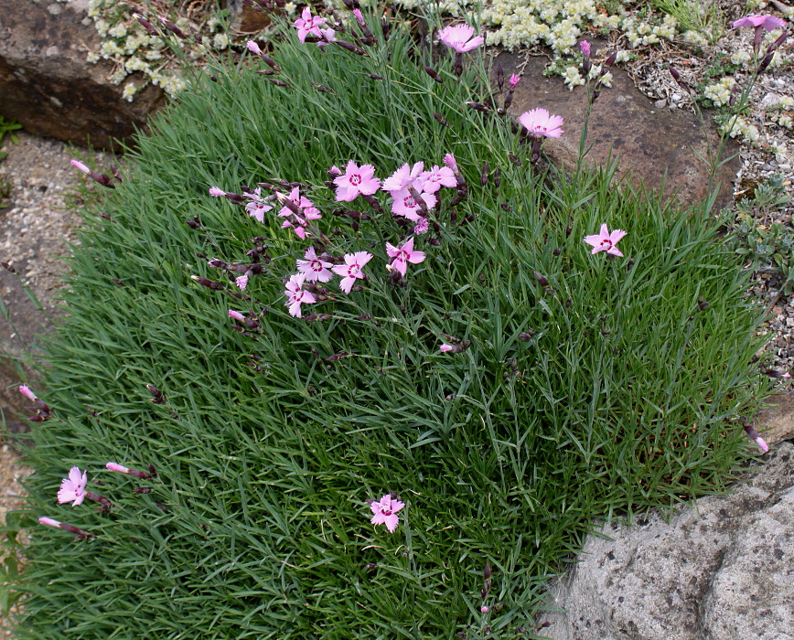 Изображение особи род Dianthus.