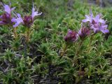 Thymus helendzhicus