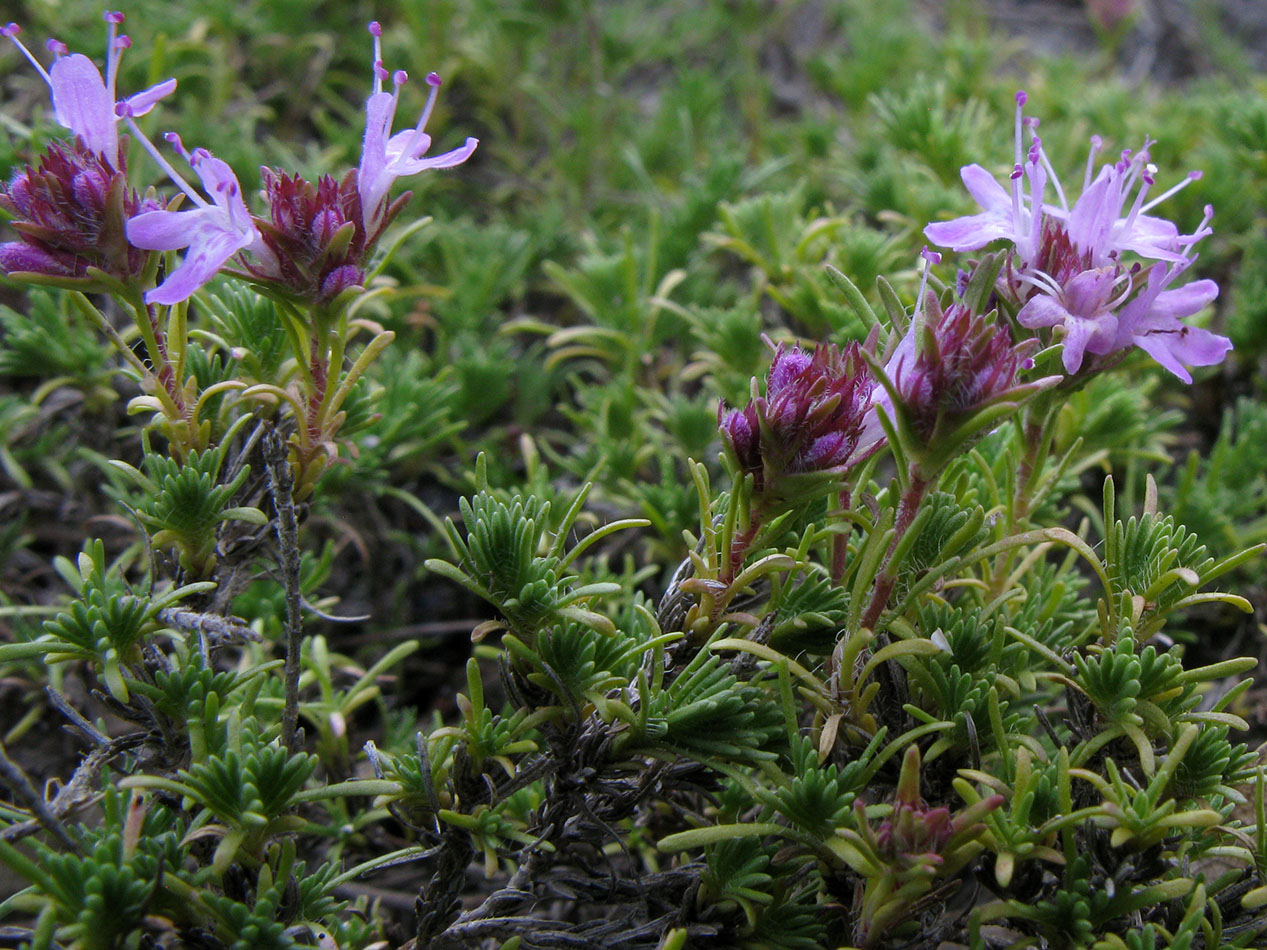 Image of Thymus helendzhicus specimen.