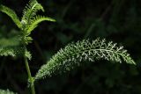 Achillea millefolium. Лист. Санкт-Петербург, конец июля.