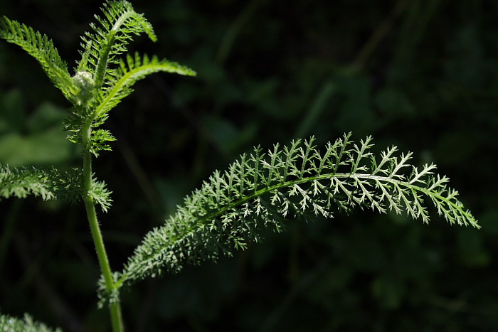 Image of Achillea millefolium specimen.