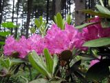 Rhododendron smirnowii