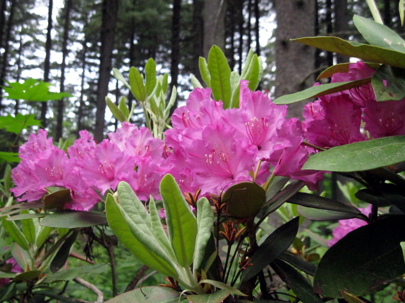 Image of Rhododendron smirnowii specimen.