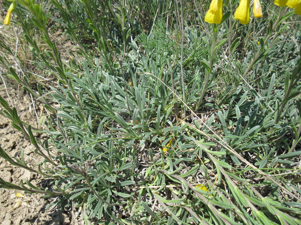 Image of Onosma taurica specimen.