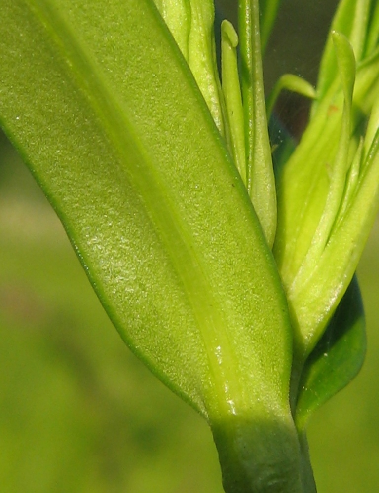 Изображение особи Gentiana pneumonanthe.