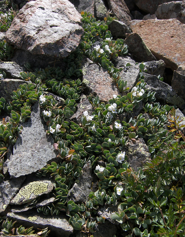 Изображение особи Eunomia rotundifolia.