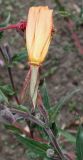 Oenothera argillicola