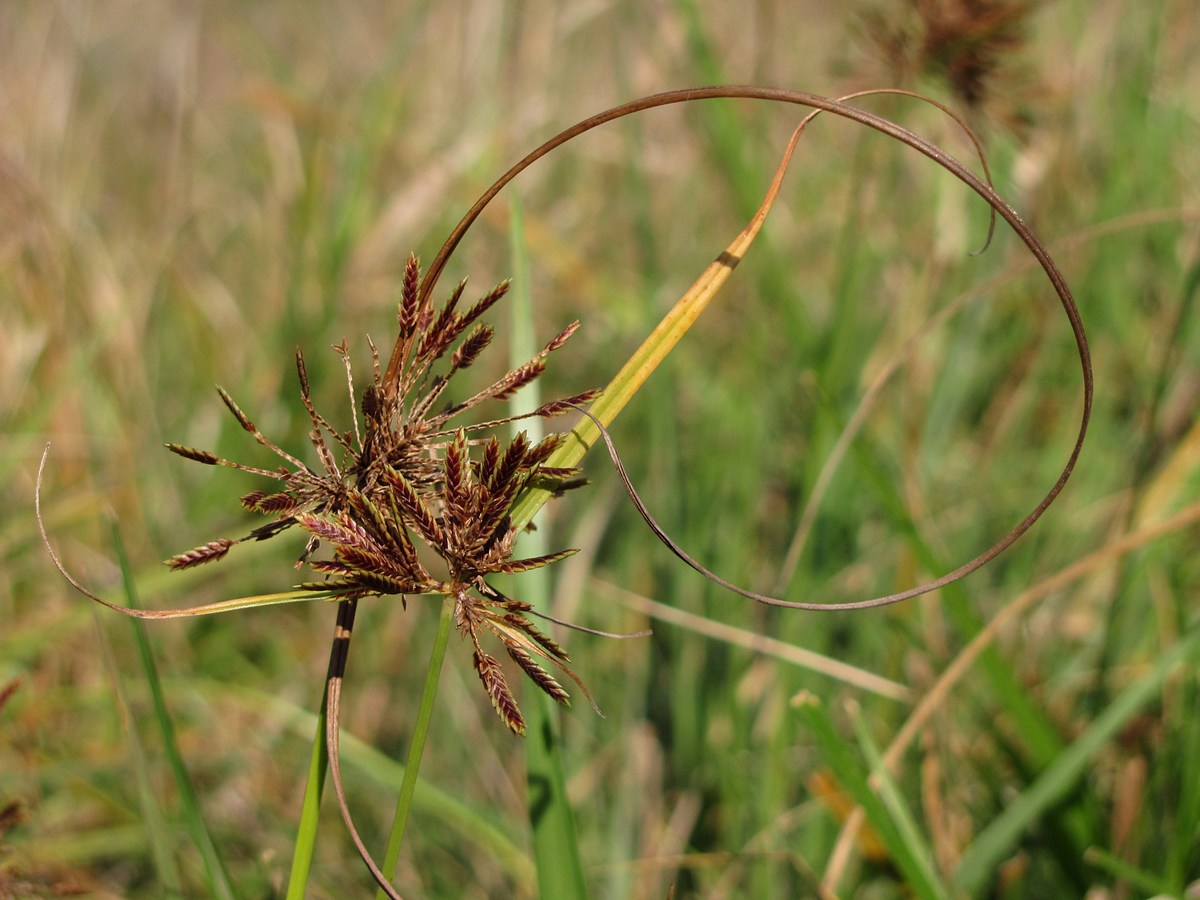 Изображение особи Cyperus glaber.