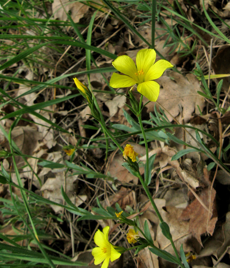 Image of Linum pallasianum specimen.