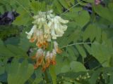 Vicia balansae