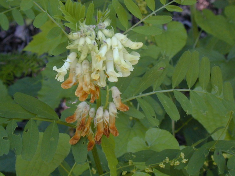 Image of Vicia balansae specimen.