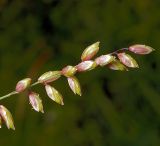 Melica nutans