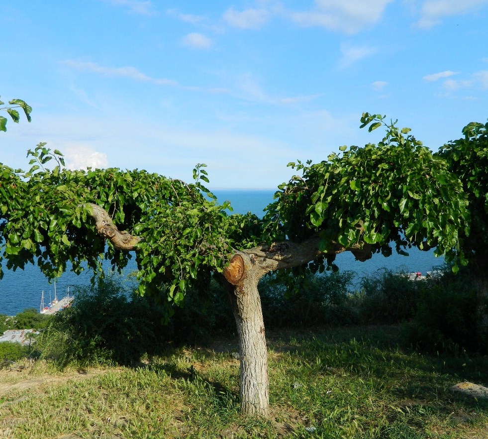 Изображение особи Morus alba.